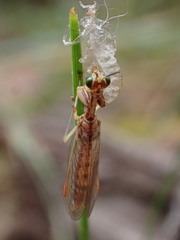 Austromantispa trevori