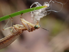 Austromantispa trevori