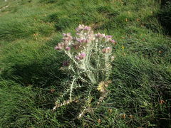 Carduus carlinoides