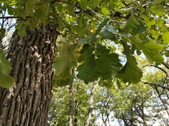 Quercus macrocarpa