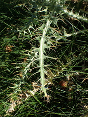 Carduus carlinoides