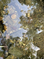 Thiaridae