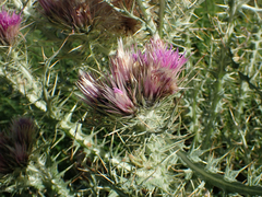 Carduus carlinoides