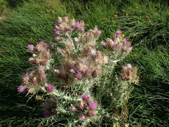 Carduus carlinoides