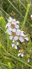 Leptospermum liversidgei