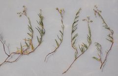 Spergularia diandra