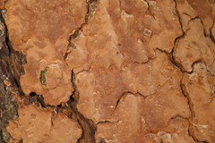 Fungi