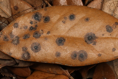 Fungi
