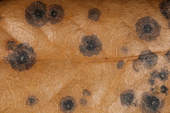Fungi