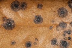 Fungi