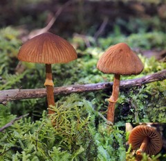 Descolea phlebophora