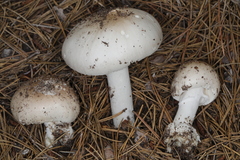 Amanita porphyria