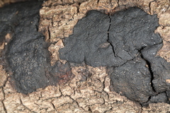 Annulohypoxylon stygium