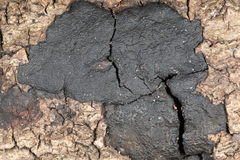 Annulohypoxylon stygium