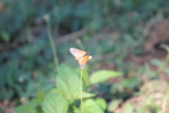 Acraea neobule neobule
