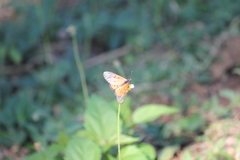 Acraea neobule neobule