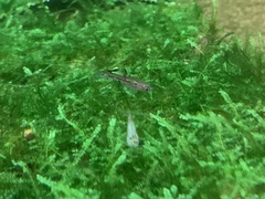 Boraras urophthalmoides