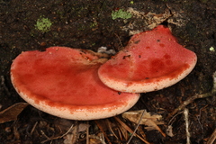 Fistulina hepatica image