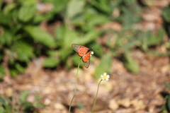 Acraea neobule neobule