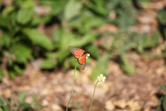 Acraea neobule neobule