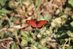 Acraea aglaonice