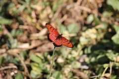 Acraea aglaonice