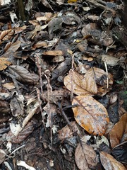 Danhatchia australis