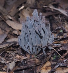 Clavulina tasmanica