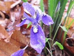 Iris rossii