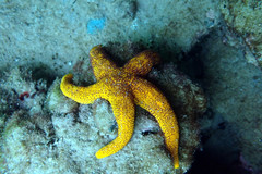 Fromia polypora