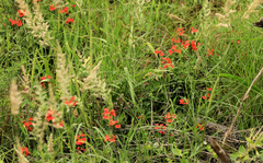 Crossandra mucronata