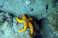 Fromia polypora