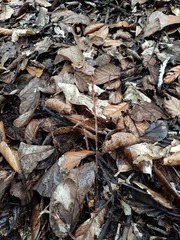 Danhatchia australis