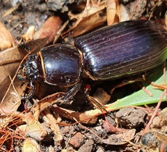 Pharochilus rugiceps