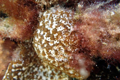 Eudistoma maculosum