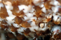 Eudistoma maculosum