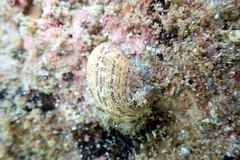 Stomatella impertusa