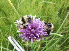 Bombus lapponicus