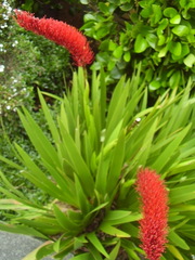 Xeronema callistemon