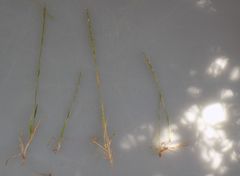 Parapholis filiformis