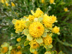 Leucadendron coriaceum