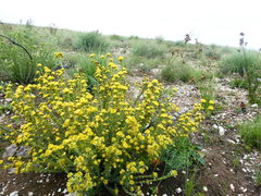 Leucadendron coriaceum
