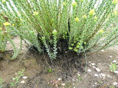 Leucadendron coriaceum
