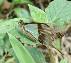 Papilio phorcas