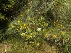 Ranunculus macrophyllus