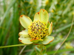 Leucadendron coriaceum