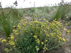 Leucadendron coriaceum