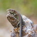 Meadow Lizard - Photo (c) Ioana Mita, some rights reserved (CC BY-NC), uploaded by Ioana Mita