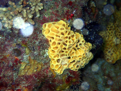 Holopsamma laminaefavosa