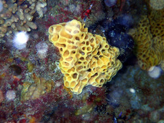 Holopsamma laminaefavosa